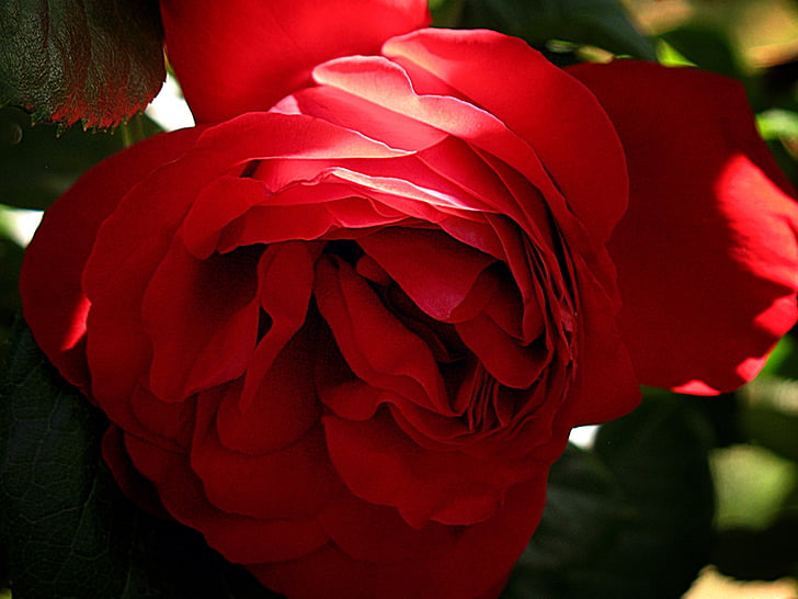stieg, Blume, rot, Romantik, Floral, romantische
