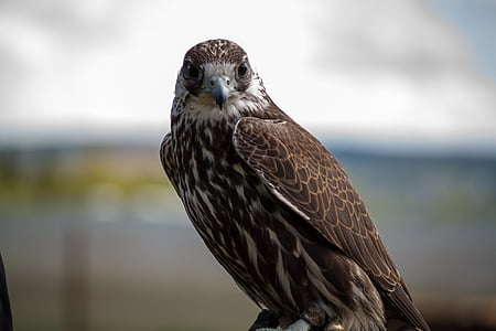 Falcon, wanderflake, Raptor, Falkner, fågel, rovfågel, Hawk - fågel