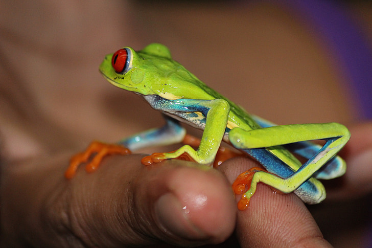 žaba, Kostarika, svijetle, živopisan, džungla, egzotične, životinja