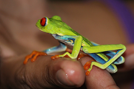 жаба, Коста Рика, светъл, ярки, джунгла, екзотични, животните