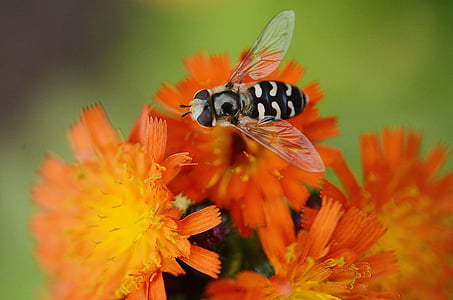 blommor, sommaräng, gul, vit, blomsterhandlare, Wasp, hornet