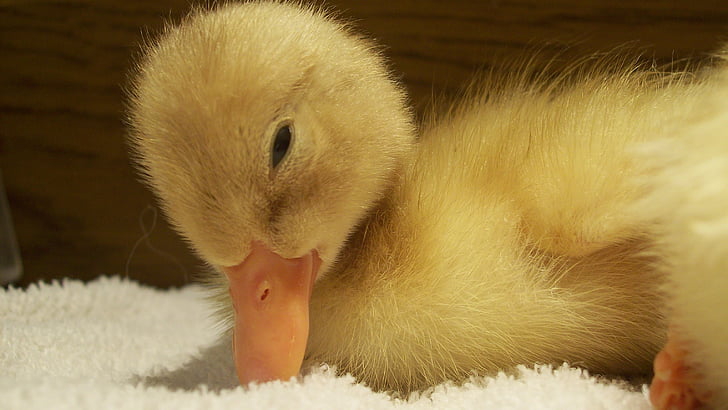Duck, Baby, andungen, søt, gul, fuglen, søt