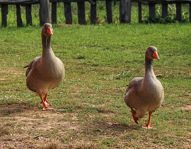 geese, birds, goose, domestic, fowls, two birds, farms