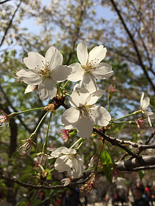 Белый, вишни в цвету., Лепесток, Кальмар