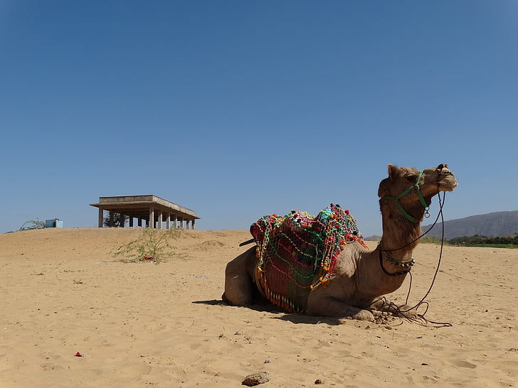 resor, Indien, öken, Pushkar, Camel