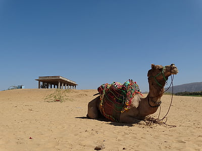 reizen, India, woestijn, Pushkar, Camel