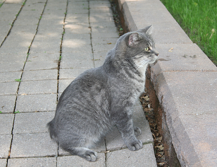 кошка, серый, домашнее животное, без хвоста, животное, внутренние, кошачьи