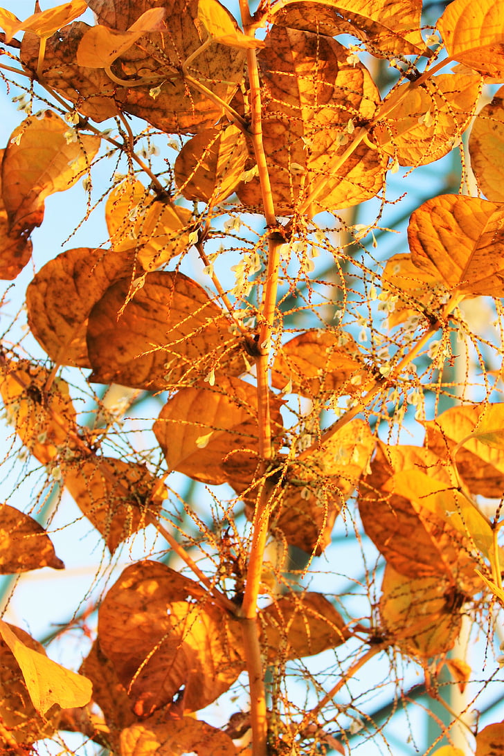 leaves, autumn, edited