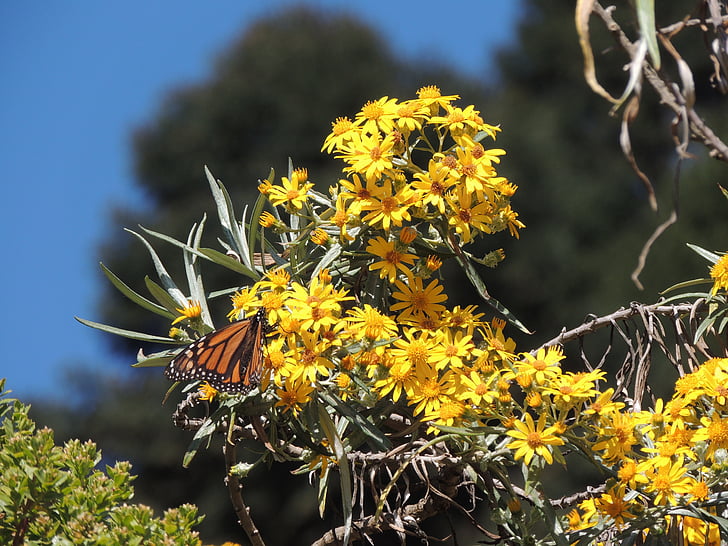 Motyl, Monarcha, Monarch butterfly, Natura, żółty, liść, drzewo