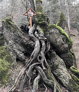 árvore, raiz, log de, contorno, enraizada, místico, velho