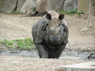 rhino, zoo, fauna africa