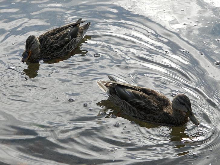 wild ducks, lake, water