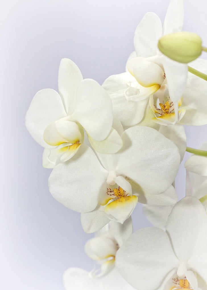 Phalaenopsis, Orchid, Weis, blomst, Tropical, Butterfly orchid, anlegget