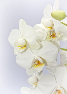Phalaenopsis, orchidea, Weis, kvet, Tropical, Butterfly orchidea, rastlín