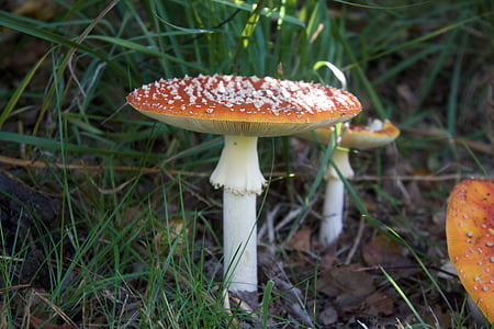 fly agaric, scarlet death cap, toadstool, countryside, autumn
