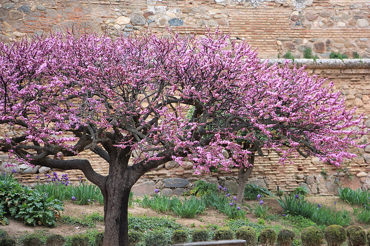 tree, blossom, spain, bloom, pink, blooming, blossoming
