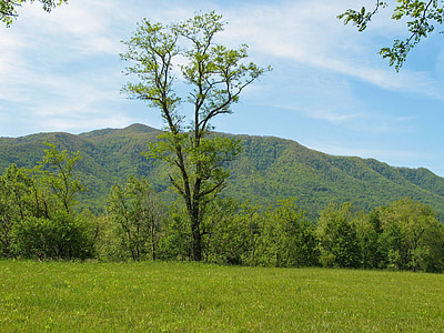 Tennessee, Smoky mountains, Great Smoky Mountains, dalen, landskab, land, natur