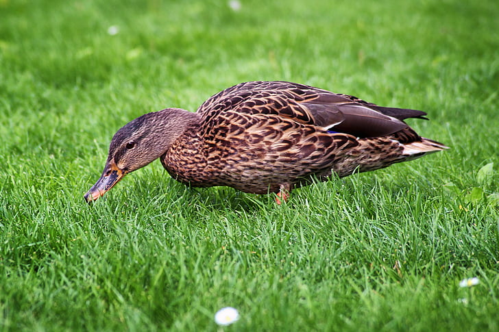 duck, mallard, meadow, water bird, nature, bird, water