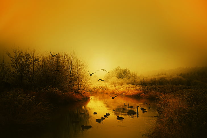 autumn, birds, the sun, east, beautiful, swans, tree