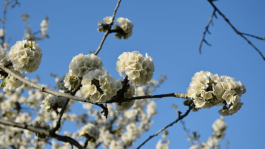 čerešňa, kvet, vetvička, jar, Príroda, jarné kvety, Záhrada