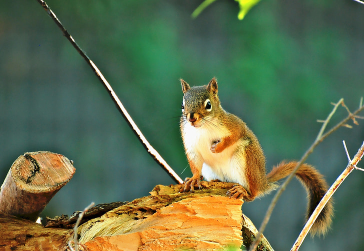 squirrel, log, wildlife, outdoor, looking, eating, wood