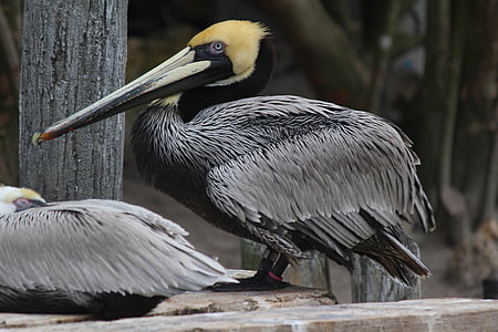 pelican, nature, animal, wild, bill, bird, fauna