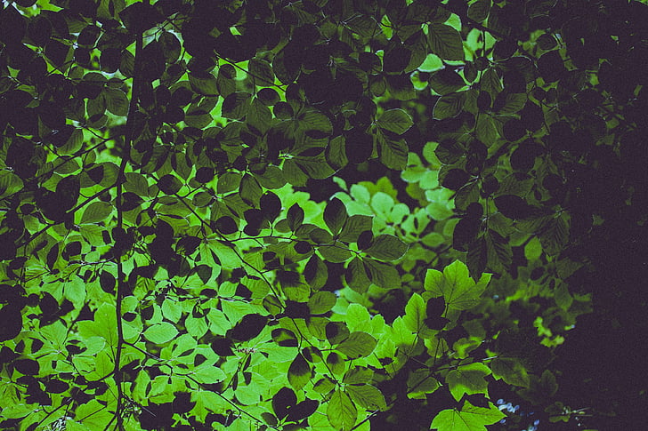 πράσινο, δέντρο, φύλλα, φύλλο, βότανα, φυτό, φύση