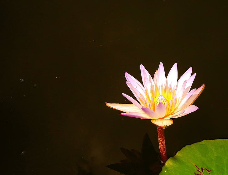 Lotus, java occidental, Indonèsia