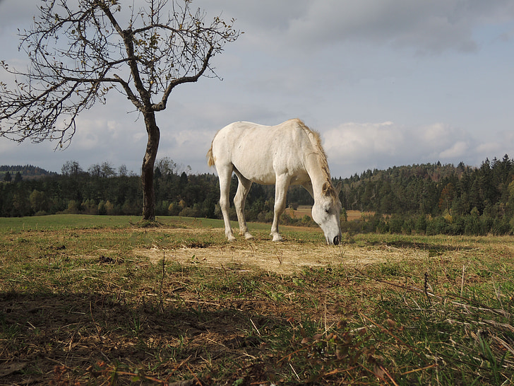 cavallo, caduta, autunno, animale, equino, paesaggio, azienda agricola
