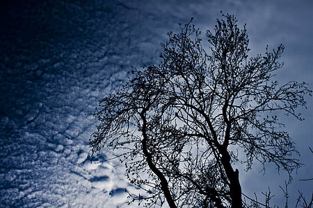 rama, árbol, nube, cielo, silueta, luz de reversa, bosque