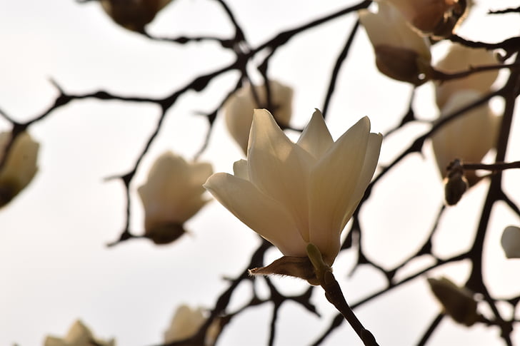 blommor, Magnolia, Vårens blommor, vit magnolia, naturen, våren
