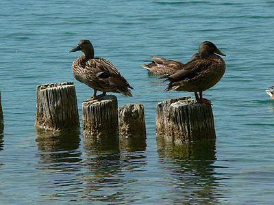 ducks, lake, fauna, animals, waterfowl, mallard, birds