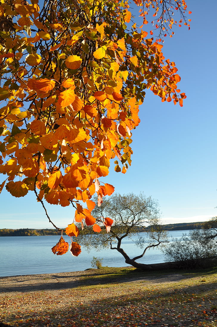 Есен, плаж, листа, езерото Меларен