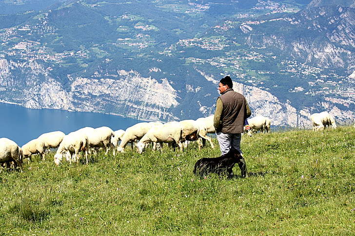 Schäfer, stádo oviec jazera Lago di Garda, Taliansko
