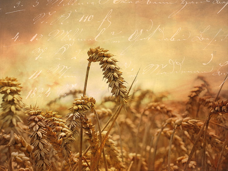 pšenica, ucho, pšeničné polia, obilniny, zrno, kukuričnom poli, retro vzhľad