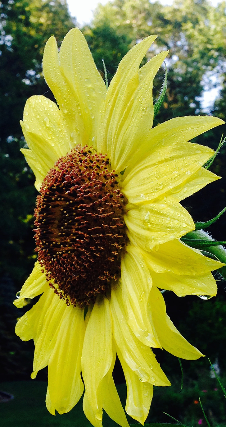 sunflower, nature, garden, bloom, yellow, wet