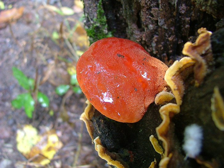fungo, Ganoderma lucidum, hegyese lambot, hg di faggio, natura, acqua, umidità