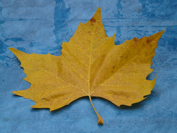 кленов лист, жълто, есента цвят, тополови листа, листа, листа, черна топола листа