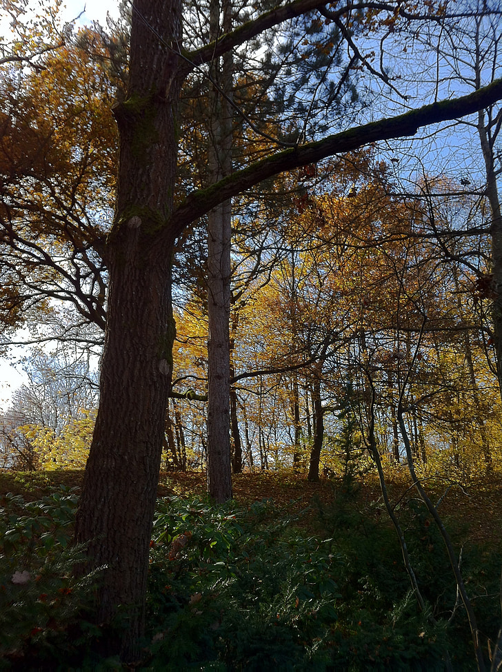 Mníchov, Westpark, Park, novembra, jeseň, farebné, listy