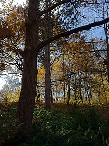 Munich, Westpark, Taman, November, musim gugur, warna-warni, daun