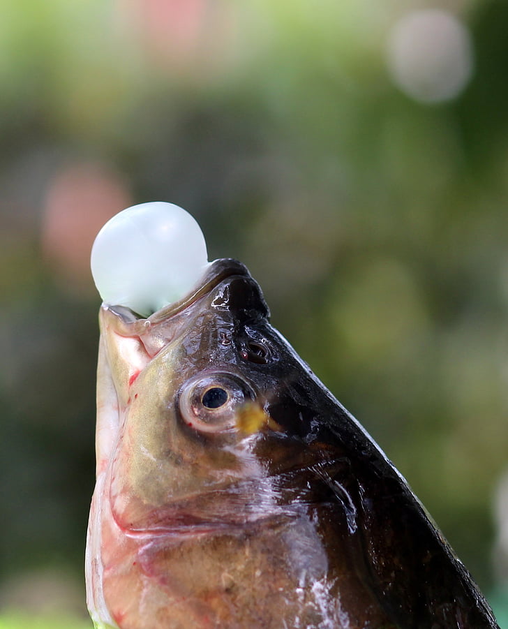 kala, närimiskumm, Naljakas, õhupall, üks loom, Suurendus:, loomade wildlife