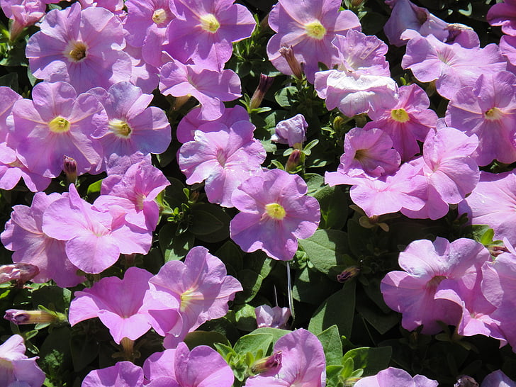 Petunia, vijolična, marjetica, cvetje