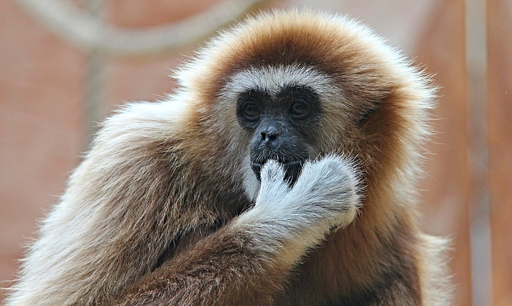 vit-manna gibbon, Gibbon, Monkey, APE, Zoo, djurvärlden, däggdjur