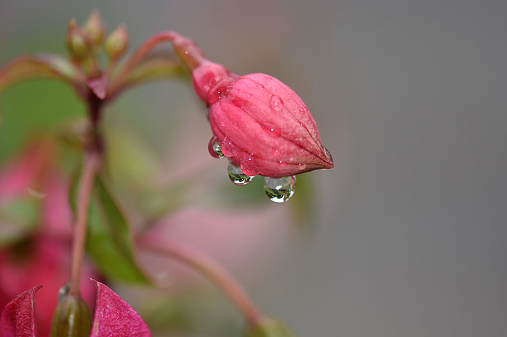 flower, rain, pink flower, spring, nature, plant, pink