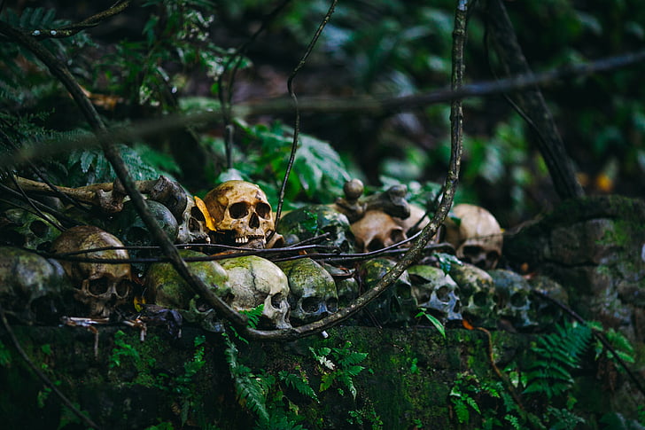skull, skeleton, green, trees, plants, forest, wall