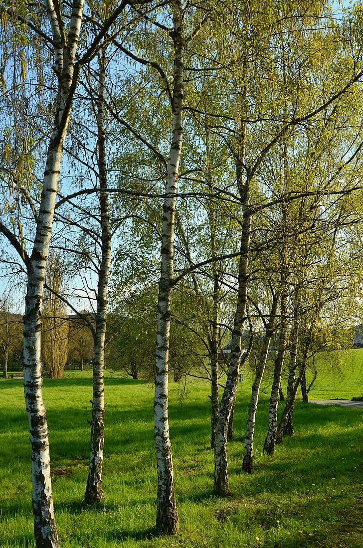 Birk, træer, forår, natur, stammen, serien, landskab