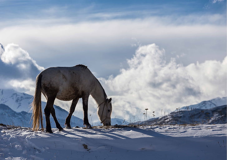 zimowe, Azerbejdżan, Koń, krajobraz, góry, śnieg, chmury