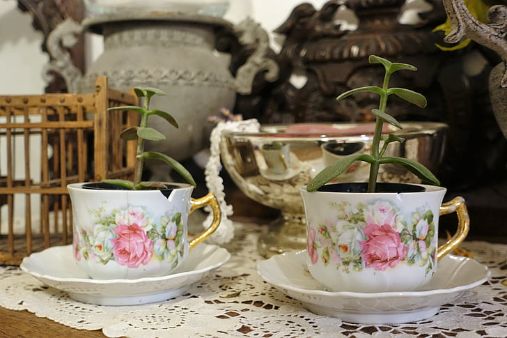 tea cups, vintage, plants