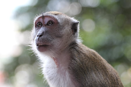 원숭이, 동물, 야생, 말레이시아, 1 동물, 야생 동물, 동물 야생 동물