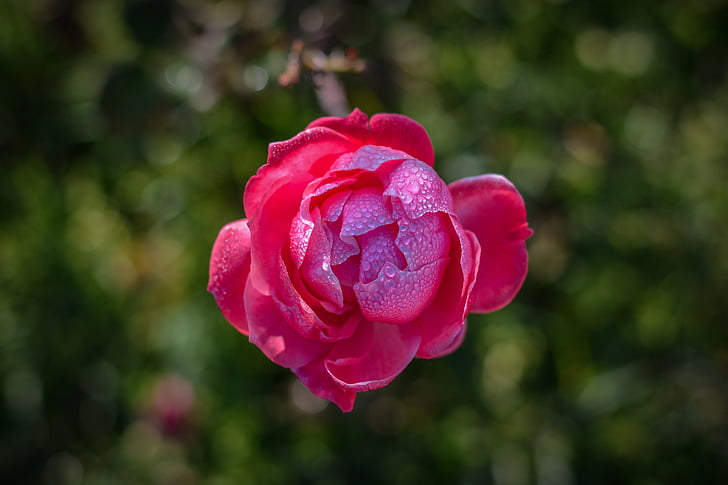 Гарсія, Троянда, рожевий